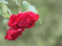 Foto: © Pia Brovinius